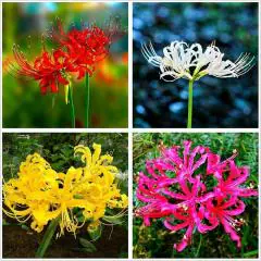 paryavaraan-lycoris-flower-