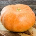 Pumpkin Disco 600 g -1000 g