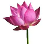 Lotus Flower 1 pc