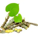 Amrutha Balli (Approx 150 g-200 g)