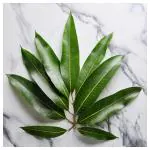 Mango Leaf (Approx 50 g - 100 g)