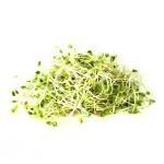 Alfalfa Sprouts 50 g (Pack)