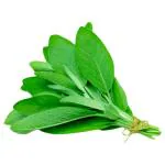 Oregano 1 bunch 10 g