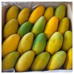 Mango Dussehri Small (Box) (Approx 3800 g - 4000 g)