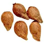 Coconut Kalash 5 pcs (Pack) (Approx 1600 g - 2000 g)