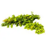 Harbhara Bunch (Each) (Approx 270 g - 350 g)