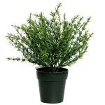 Potted Herbs Thyme Each