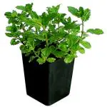 Potted Herbs Assorted Mint Each