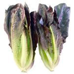 Trikaya Lettuce Romaine Red 250 g