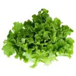 Trikaya Lettuce Simpson 250 g
