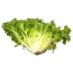 Trikaya Endive 250 g