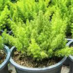 ONLINE PLANT BAZAR ASPARAGUS PLANT(PACK OF-1)