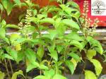 PLATONE Haridwar Vana Tulsi Clove Basil Tree plant, it is a plant not a seed(Pack Of1)