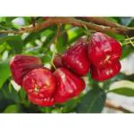 Online Plant Bazar Red Water Apple Thai Variety Grafted Live Plant-Rw02