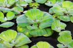Blueheavens Aquatic plan - Floating plant - Water Lettuce (Pistia) | Pack of 10+ plants
