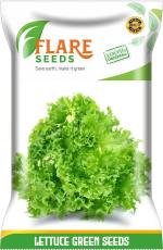 Flare Seeds Lettuce Green Salad Patta Seed 100 Per Packet