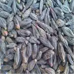 Kotaliya Harad Choti 250 Grm Kali Black Myrobalan Himej Terminalia Chebula Chetaki Harida Haritaki Karakkaya Harad Aralu Inknut Harar Seed (250 Per Packet) (250 G)