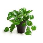 PARYAVARAAN Money Plant Green Live plant Indoor Air Purifier Plant with Pot