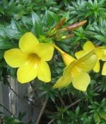 PLATONE allamanda cathartica plant, it is a plant not a seed(Pack Of1)