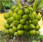 Oxiflora Vietnam Coconut Tree Plant Dwarf Green Yellow (fruit After 2-3 Years) Hybrid Rare Healthy Live Plant For Home Garden Plant Height 1.5-3 Feet Size