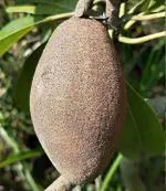 Online Plant Bazar Grey Chikoo Thai Long Variety Sapota Fruit Grafted Live Plants, 1-1.5 Ft Size
