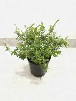 Garden Art Green Cuphea Dwarf Purifying Plant Indoor House Fibreclay Flower Pots