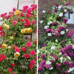 NooElec Seeds India 60+ Seeds- Duo Climbing Rose 'Mystery Wonder' Flower Seeds For Planting