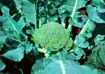 JIGNISHA SEEDS Broccoli F1 | Vegetable Seeds Pack Of 100