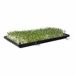 4K Agro Paddy Nursery Seedling Tray Microgreens Wheatgrass Black Color Outdoor Use Set of 5