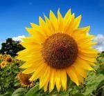 PARYAVARAAN Flower Seeds - Sunflower Russian Giant Hybrid Flower Seeds For All Season ( Pack of 2 Packet )