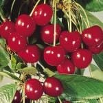 Cloud Farm Hybrid Sweet Red Cherry Fruit Plant - 200 mm CF_A68