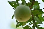ONLINE PLANT BAZAR THAI WOOD APPLE/BEL PLANT(PACK OF-1)