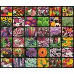 Vrisa Green Flower Plant Organic Seeds - 35 Per Packet