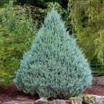 Online Plant Bazar Green Juniper Live Plant