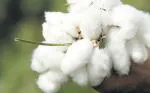 Green World Cotton Seed 1 kg
