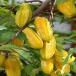 PLATONE Star Fruit Carambola Grafted Plant_carambola plant bhd pa(x120