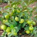 Cloud Farm Thailand Guava Healthy Fruit Plants & Tree Bonsai Fruit Plant All Season Fruit Plant,CF_N129