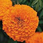 PARYAVARAAN Marigold Inca Orange - Flower For Gardening - Suitable for Indian Climate- Pack of 10 seeds