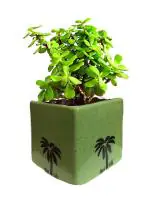 Abana Homes Green Good Luck Jade Plant With Pot