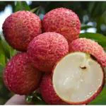 ONLINE PLANT BAZAR SEEDLESS LITCHI PLANT(PACK OF-1)