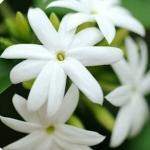 ANIEKWENNA Star Jasmine Jasminum multiflorum Indian Jasmine 1 Healthy Live Plant