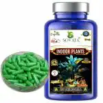 Sovata Indoor Plant Fertilizer Capsules (51 no's), Slow Release Organic Fertilizer (90 Days) for Overall Healthy Growth of all Indoor Plants.