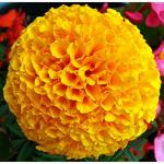 PARYAVARAAN Marigold Hazara Flower Seeds (Pack of 50 Flower Seeds)