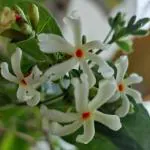 Cloud Farm Parijat Harsingar Healthy Plant [CF25]