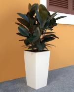 Cloud Farm Hybrid Rubber Tree - 200 mm CF941