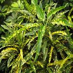 Kapebonavista Codiaeum Variegatum Eleanor Roosevelt Croton Plant