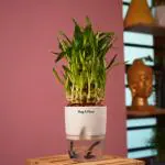 Hug A Plant 3 Layer Lucky Bamboo - Live Plant (With Self-Watering Pot & Plant) (Color: White)