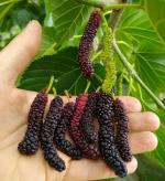 ONLINE PLANT BAZAR LONG MULBERRY PLANT(PACK OF-1)