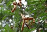 Cloud Farm Hybrid Thai Sweet Tamarind Plant - 200 mm CF67