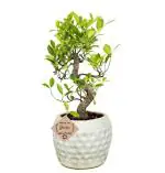 Abana Homes Ceramic Green S Shape Ficus Bonsai Live Plants Real With Pot